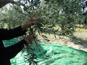 Raccolta manuale delle olive