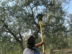 Uso dello scuotitore per la raccolta meccanica