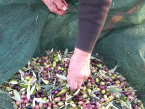 Reti per la raccolta delle olive