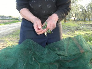 Reti per la raccolta delle olive