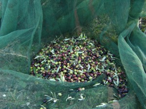 Reti per la raccolta delle olive