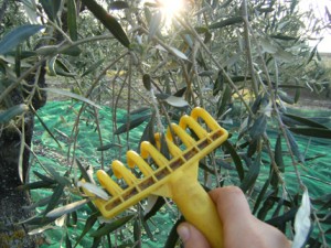 Pettine per la raccolta delle olive