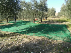 Le reti nei pressi degli alberi