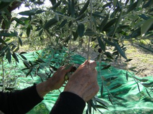 Raccolta manuale delle olive